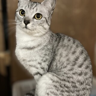 人が好きなのでかまってあげられるお家向きの子