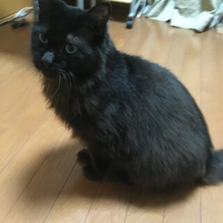 オスの黒猫　おとなしいです