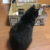 オスの黒猫　おとなしいです サムネイル2