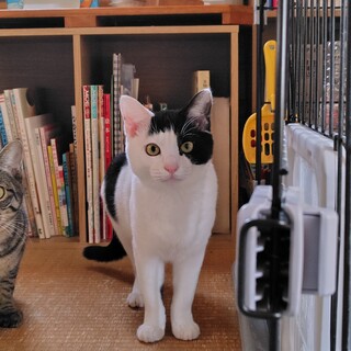 ちゅーる命！元気な甘えん坊ボーイ去勢済み