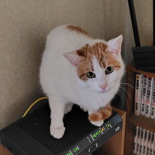 保護猫 ちょっとビビりな女の子！  避妊済み
