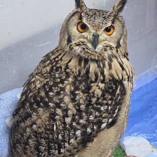 2歳 ベンガルワシミミズク