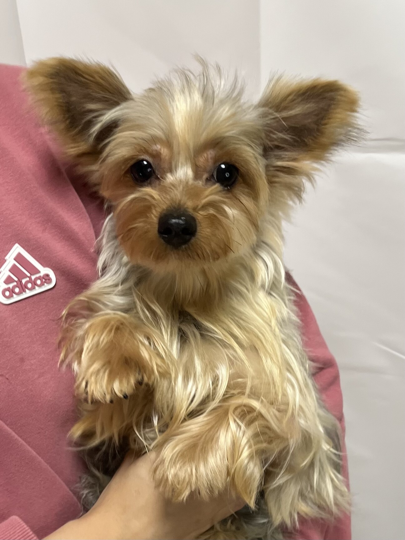 1歳のヨークシャテリアの」福岡県 - 犬の里親募集(537028