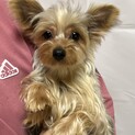 1歳のヨークシャテリアの男の子♪