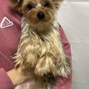 1歳のヨークシャテリアの男の子♪ サムネイル2