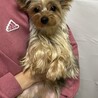 1歳のヨークシャテリアの男の子♪ サムネイル3