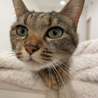 雑種、推定3歳、メス