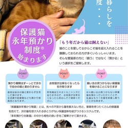 猫の里親会 サムネイル2