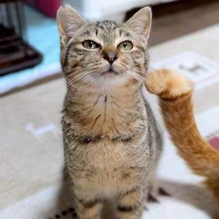 たくさん遊んで！構って！