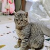 たくさん遊んで！構って！ サムネイル2