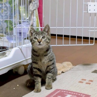 とってもかわいい顔の男の子