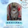 とってもかわいい顔の男の子 サムネイル3