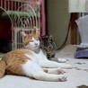 とってもかわいい顔の男の子 サムネイル4