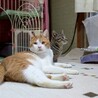 とってもかわいい顔の男の子 サムネイル5