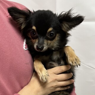 9ヶ月のチワワの男の子♪ 