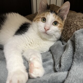 超かわいい三毛ちゃん♡