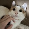 超かわいい三毛ちゃん♡ サムネイル5