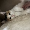 超かわいい三毛ちゃん♡