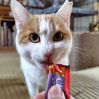 ちゅーる大好き♡ツンデレ美人 避妊済み