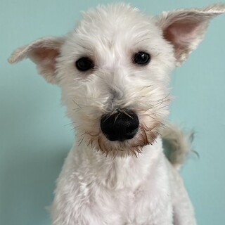 ♂ビション×シュナ