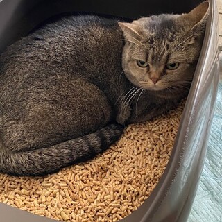 甘えたブリティッシュ