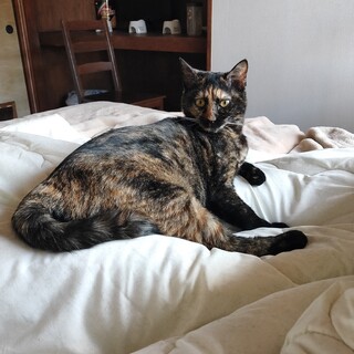 人懐っこい天然なサビ猫さん（女の子）