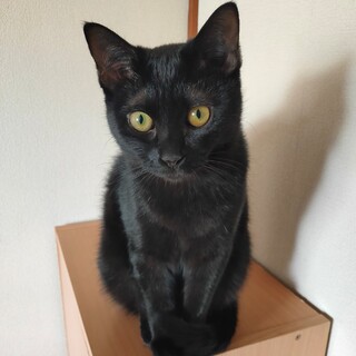 甘えたがりな頭の良い黒猫さん（女の子）