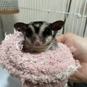 フクロモモンガ　0歳　雄