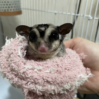 フクロモモンガ　0歳　雄