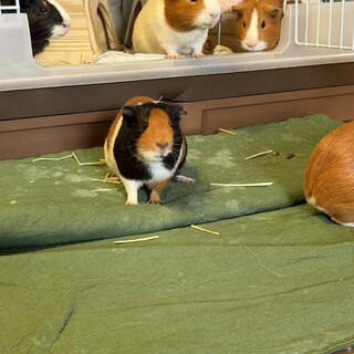 モルモット　里親さま募集