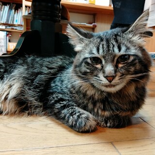 パンくんの里親さん募集してます！