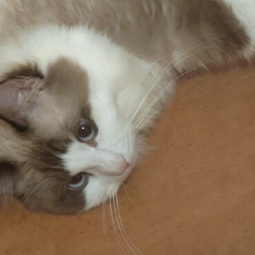 硬い場所に横たわるのが好き