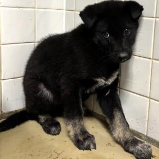 まだ幼い子犬　収容期限3月13日朝まで