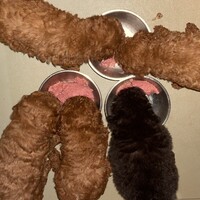 パピーちゃんたち