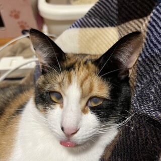 三毛猫　メス　1歳　