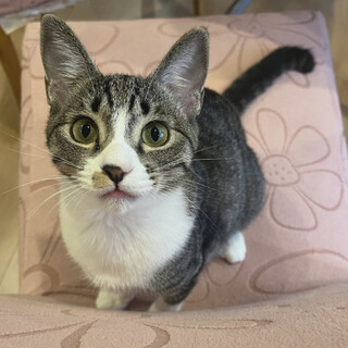 ボール大好きおてんば るりちゃん