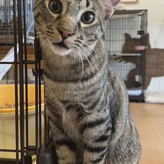 好奇心旺盛でやんちゃな花むらさき君