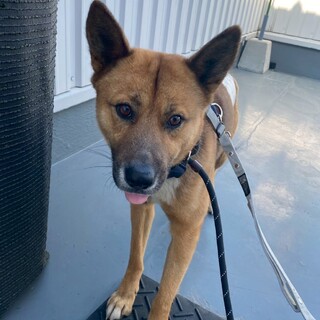 困り顔が可愛い【ムール】くん