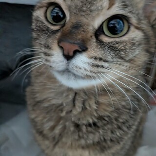 麦わら猫マスカット色の瞳二歳女の子ツンデレ