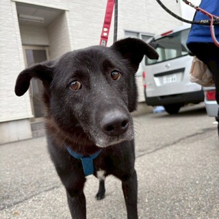 大きくて優しい【フラゴラ】くん