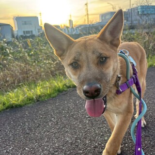 お散歩上手な【温(おん)】くん