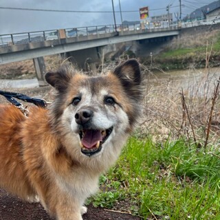 もふもふが可愛い【いなり】くん