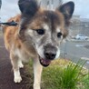 もふもふが可愛い【いなり】くん サムネイル3