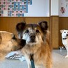 もふもふが可愛い【いなり】くん サムネイル4