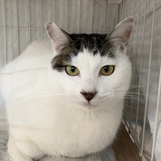 ちょー食いしんBOYな白キジ『おじゃる丸』