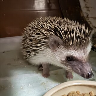 ハリネズミ　　5ヶ月前後
