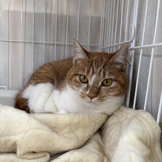 CUTEニャ茶シロGIRL『ちゃーこ』