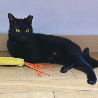 黒猫くーちゃん