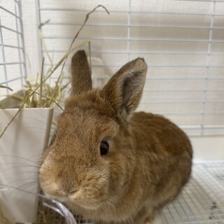 ネザーランドドワーフの男の子