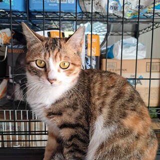 大人しい美猫の三毛猫ちゃん